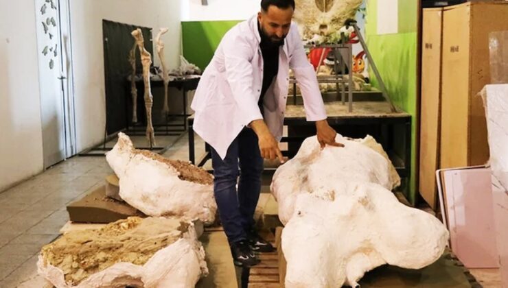 Kayseri Fosil Keşifleri: Fil Sene ve Megafaunanın İzleri