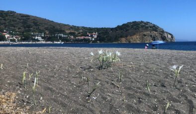 Kum Zambağı: Doğaya Duyarlı Olmanın Bedeli ve Koruma Altında Yaşayan Çiçekler