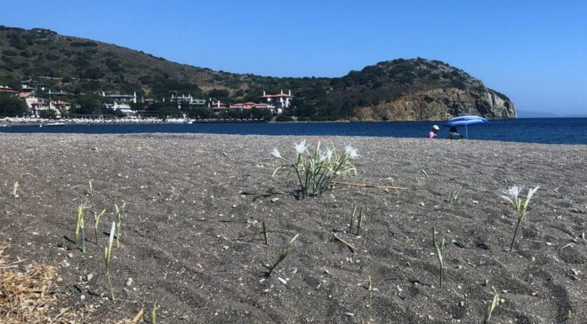 Kum Zambağı: Doğaya Duyarlı Olmanın Bedeli ve Koruma Altında Yaşayan Çiçekler