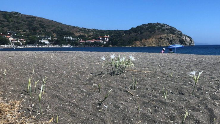 Kum Zambağı: Doğaya Duyarlı Olmanın Bedeli ve Koruma Altında Yaşayan Çiçekler