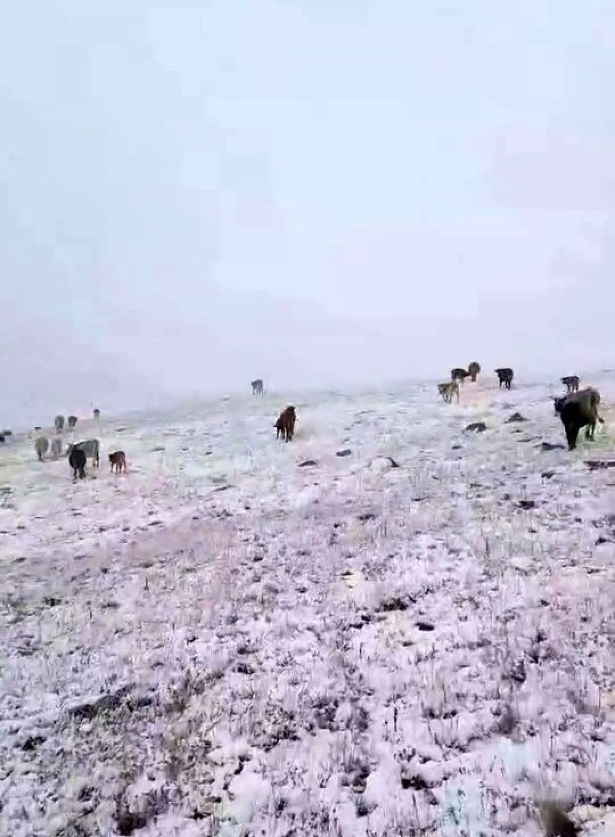 Yedigöller'de İlk Kar Sezintisi: Doğa ve İnsan Etkileşimi